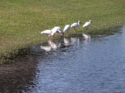 All the Ibises