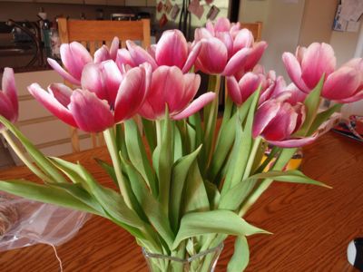 tulips22311.jpg